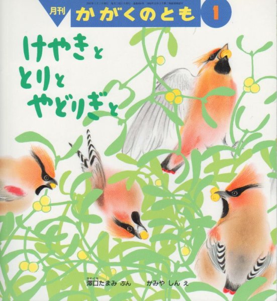 画像1: けやきととりとやどりぎと（かがくのとも454号）【バーゲンブック】 (1)