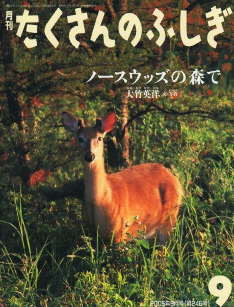 画像1: ノースウッズの森で（たくさんのふしぎ246号）【バーゲンブック】 (1)