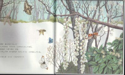 画像1: どきどきしぜん　かぶとむしはどこ？【状態A】