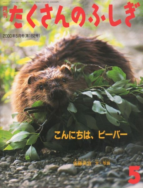 画像1: こんにちは、ビーバー（たくさんのふしぎ182号）【状態A】 (1)