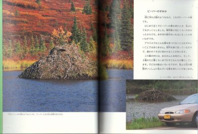 画像1: こんにちは、ビーバー（たくさんのふしぎ182号）【状態A】