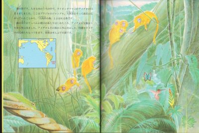 画像1: ライオンタマリンの森（たくさんのふしぎ155号）【状態 A】
