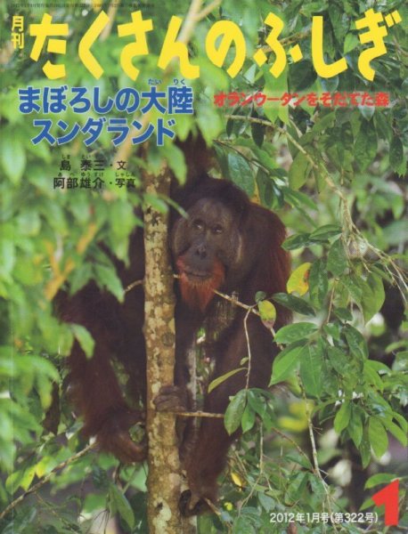 画像1: まぼろしの大陸スンダランド（たくさんのふしぎ322号）【状態A】 (1)