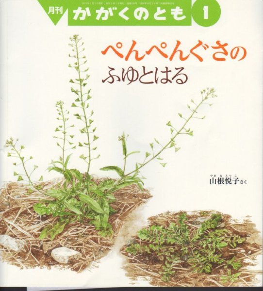 画像1: ぺんぺんぐさのふゆとはる（かがくのとも526号）【状態A】アウトレットブック (1)