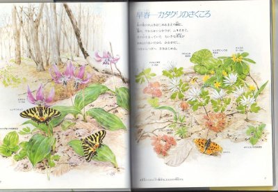 画像1: 森の草花【バーゲンブック】
