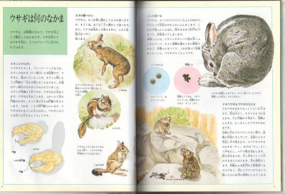 画像1: ウサギのかいかたそだてかた【バーゲンブック】