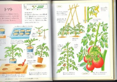 画像1: やさいのうえかたそだてかた【状態Ａ】
