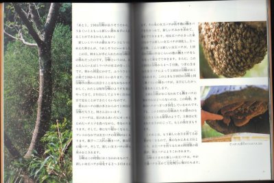 画像1: ニホンミツバチと暮らす（たくさんのふしぎ283号）【状態A】