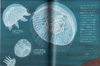 画像1: クラゲは花（たくさんのふしぎ319号）【状態C】