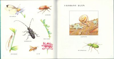 画像1: むしをさがそう（こどものとも年少版185号）【状態A】希少本