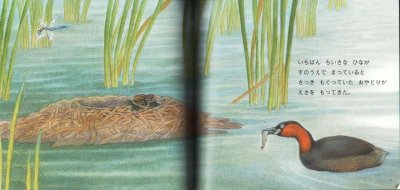 画像1: せなかにのぼれ（ちいさなかがくのとも136号）【状態A】