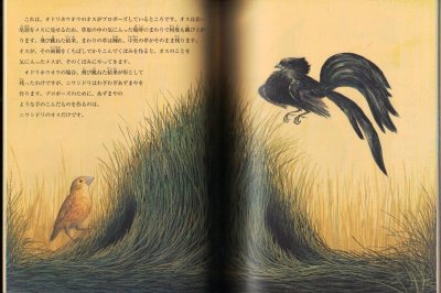 画像1: ニワシドリ　あずまやを作るふしぎな鳥（たくさんのふしぎ276号）【状態A】