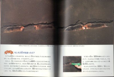 画像1: モグラの生活（たくさんのふしぎ269号）【状態A】
