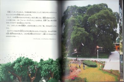 画像1: 大きな 巨きな木（たくさんのふしぎ270号）【状態B】