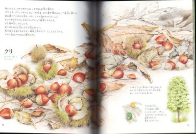 画像1: あったよ!野山のごちそう(たくさんのふしぎ291号)【状態B】