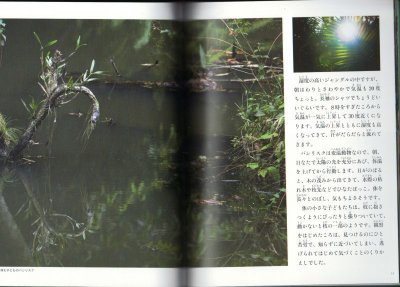 画像1: バシリスク(たくさんのふしぎ316号)【バーゲンブック】