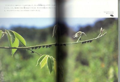 画像1: ものまね名人　ツノゼミ（たくさんのふしぎ238号）【状態C】