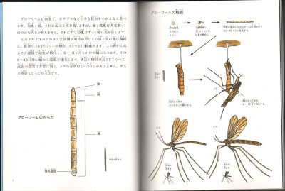 画像1: 暗闇の釣り師　グローワーム（たくさんのふしぎ358号）【状態C】