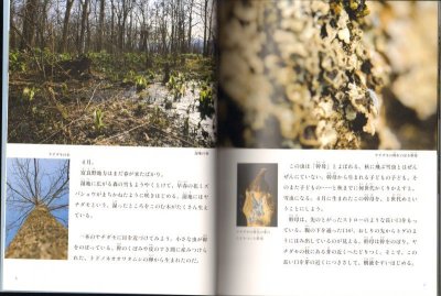 画像1: 雪虫（たくさんのふしぎ344号）【状態C】