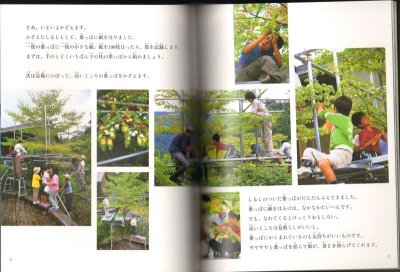 画像1: 一本の木に葉っぱは何枚？（たくさんのふしぎ352号）【バーゲンブック】