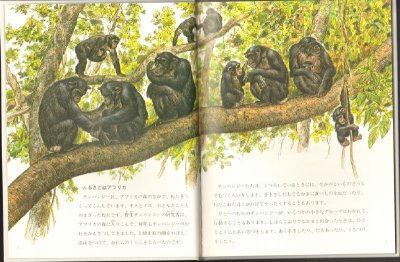 画像1: ことばをおぼえたチンパンジー（たくさんのふしぎ傑作集）【状態A】