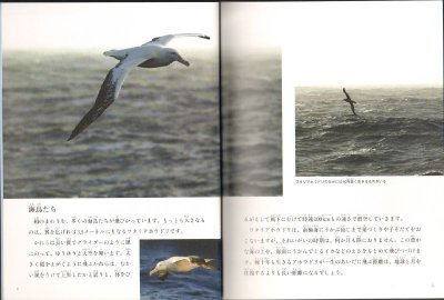 画像1: 南極の生きものたち（たくさんのふしぎ369号）【状態A】