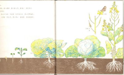 画像1: たべられるしょくぶつ【バーゲンブック】