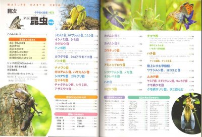 画像1: 新版 小学館の図鑑NEO 昆虫 DVDつき【バーゲンブック】/
