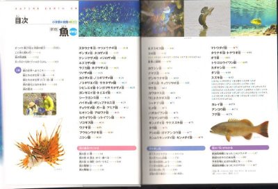 画像1: 新版 小学館の図鑑NEO 魚 DVDつき【状態B】/