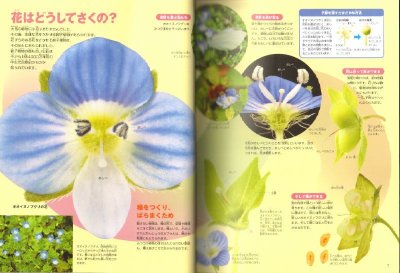 画像2: 小学館の図鑑NEO 花 DVDつき【状態C】