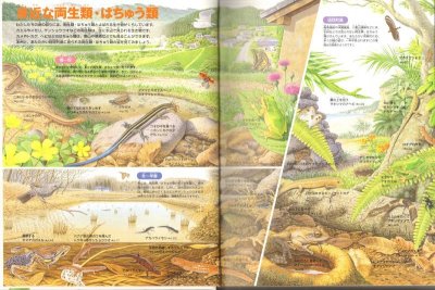 画像1: 両生類・はちゅう類(小学館の図鑑NEO) 【状態B】/