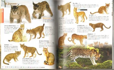 画像1: 動物　講談社の動く図鑑MOVE【バーゲンブック】DVD 欠品