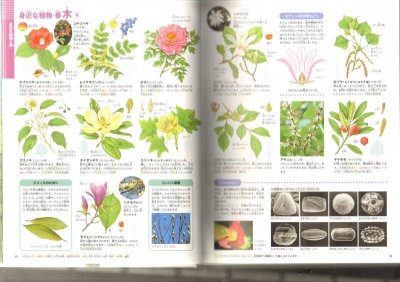 画像1: 植物　小学館の図鑑NEO 【バーゲンブック】