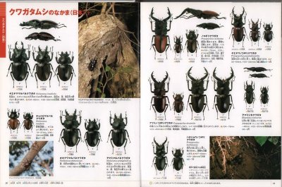 画像1: 小学館の図鑑NEO カブトムシ・クワガタムシ【状態B】