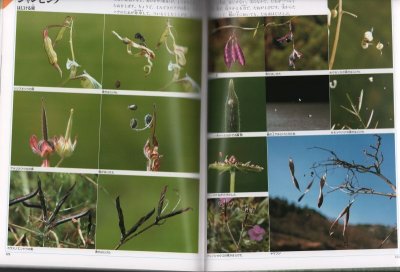 画像1: 植物記 【状態A】