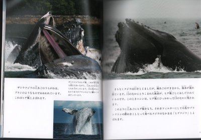画像1: クジラの家族（たくさんのふしぎ413号）【バーゲンブック】