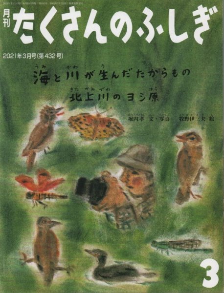 画像1: 海と川が生んだたからもの 北上川のヨシ原（たくさんのふしぎ432号）【状態A】2 (1)