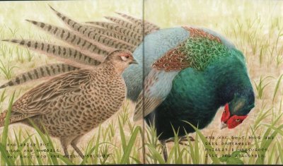 画像1: キジのかぞく（かがくのとも629号）【状態A】