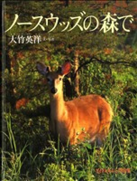画像1: ノースウッズの森で（たくさんのふしぎ傑作集）【状態A】 (1)