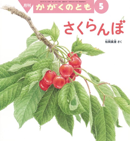 画像1: さくらんぼ（かがくのとも626号）【状態A】 (1)