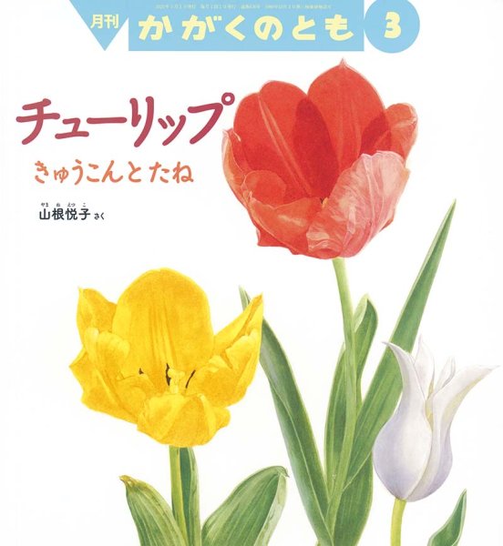 画像1: チューリップ きゅうこんとたね（かがくのとも636号）【状態B】 (1)