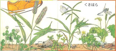 画像1: くさはらどん【状態A】/