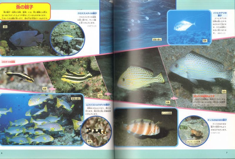 魚 ニューワイド学研の図鑑 状態c 2 こども古本店
